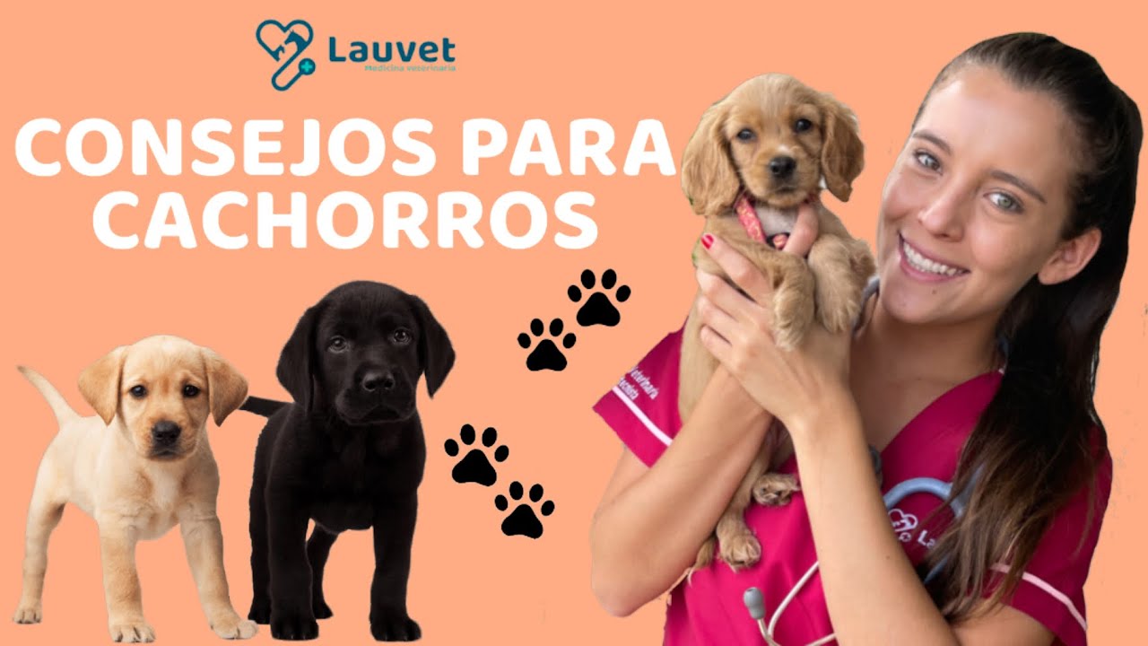 5 CONSEJOS PARA CACHORROS NUEVOS EN CASA - Lauvet