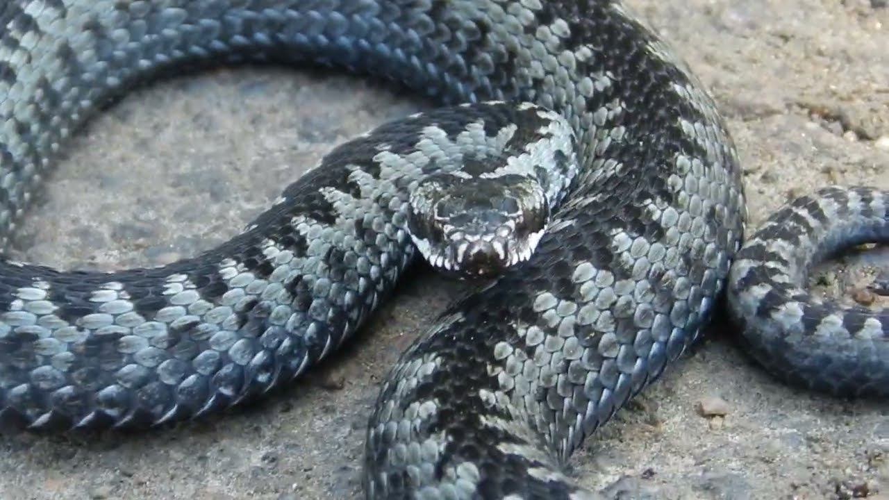 V&iacute;bora com&uacute;n europea (Vipera Berus) en Finlandia