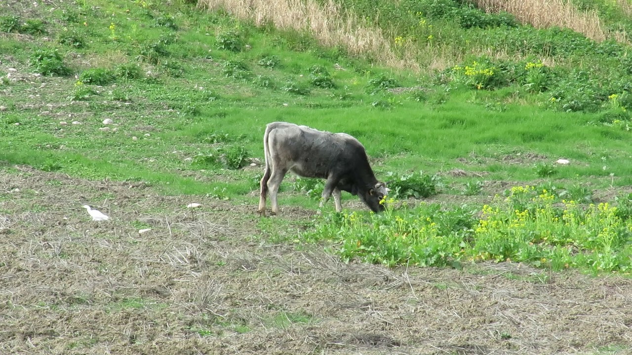 Aironi guardabuoi  seguono  mandria di podoliche / Agro Materano