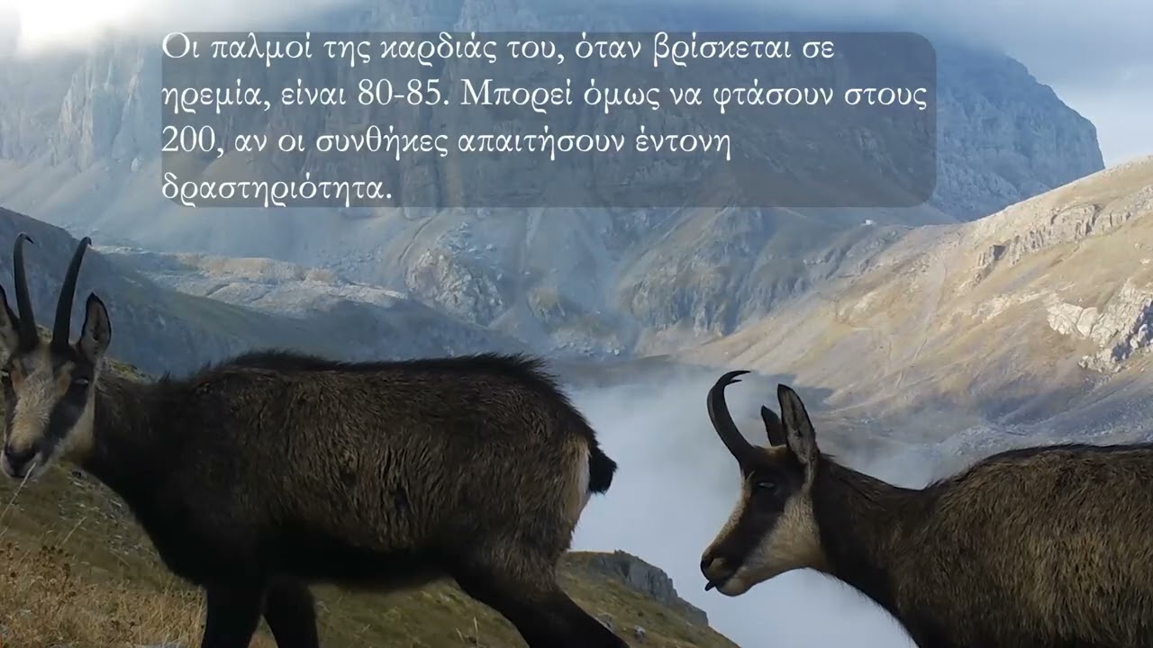 Η ζωή του Αγριόγιδου (Rupicapra rupicapra) στην Ελλάδα
