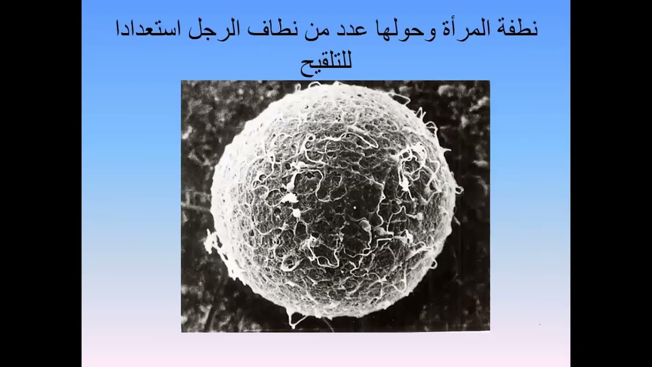 تحقيق الاربعينيات بين الطب والقرآن الجمعية الاردنية