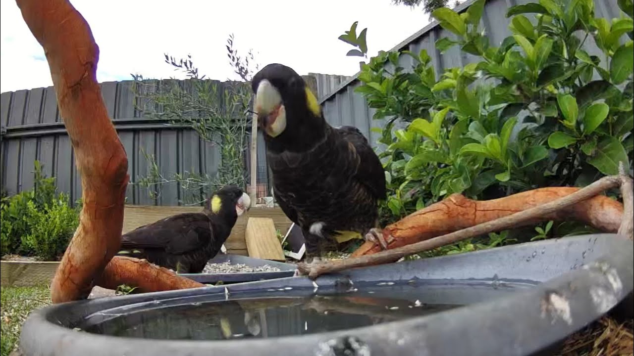 Australian Bird Bath Cam | 24/1/26 | yellow tail black cockatoos | crazy rainbow lorikeets | cat tv