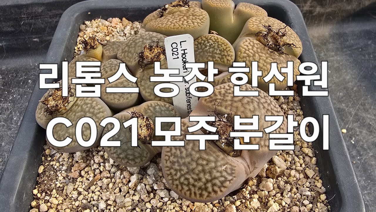리톱스 농장 한선원 #다육식물 #다육 #다육이 #다육이키우기 #리톱스 #다육이화분 #리톱스키우기 