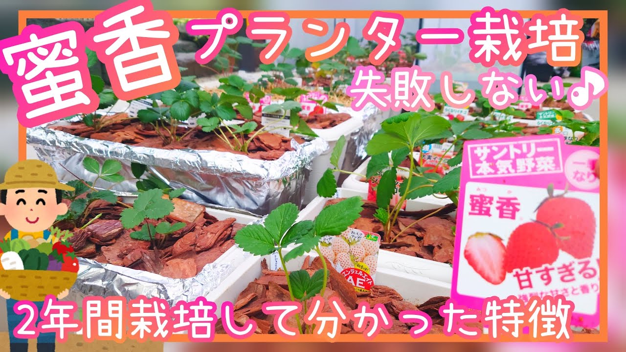 失敗しない♪いちご/蜜香/2年間プランター栽培分かった特徴/家庭菜園/2022年/栽培記録