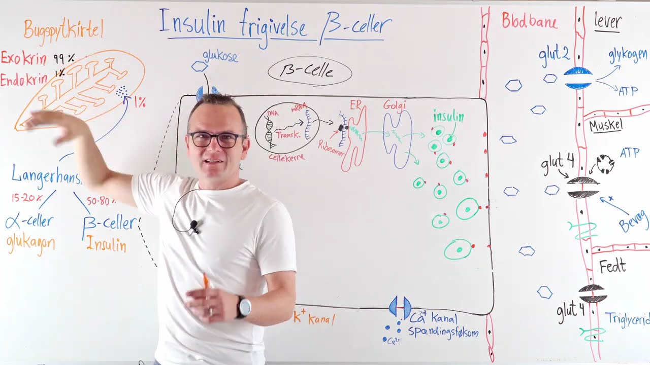 Insulin frigivelse bugspytkirtlens beta-celler