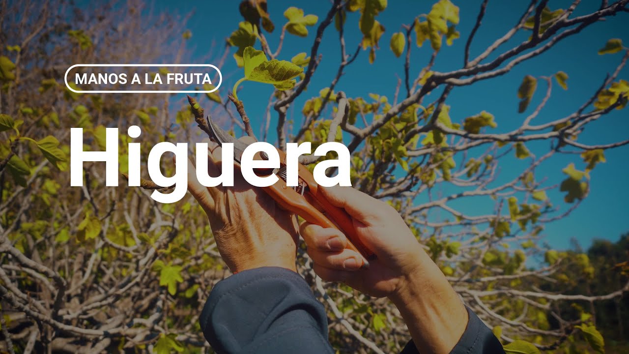 &iquest;C&oacute;mo podar una higuera?  |  INTA - Manos a la Fruta