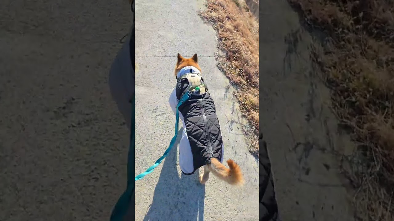 20260209 오전 산책 0 Morning walk - 따야 Ddaya🥰 #왕크왕귀 #진도믹스 #황구 #시고르자브 #댕댕이