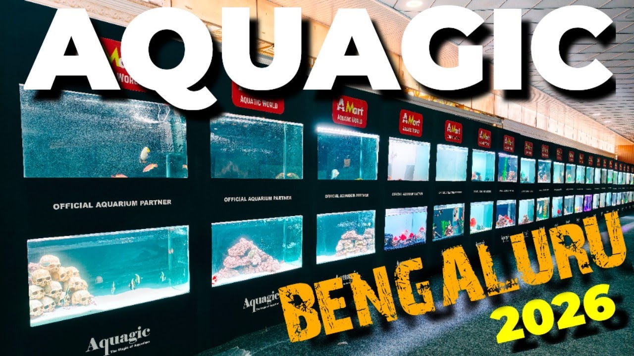 AQUAGIC AQUARIUM EXHIBITION | IIPTF | A MART AQUATIC WORLD