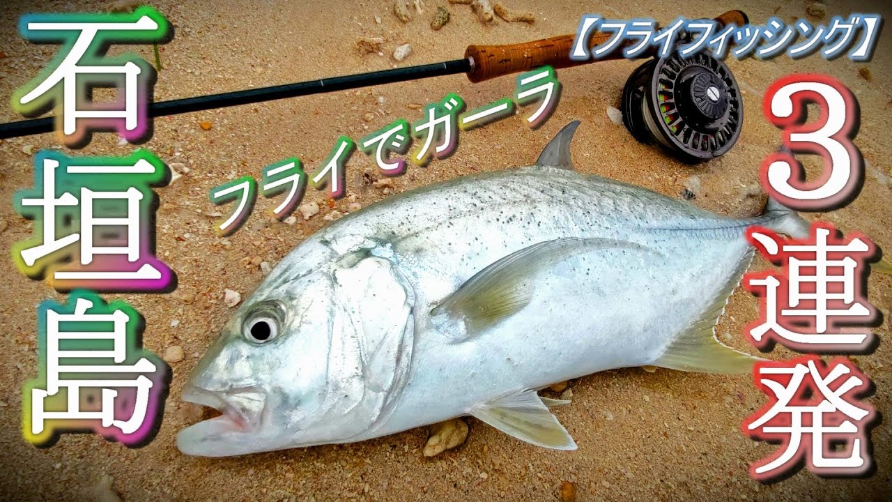【ソルトフライフィッシング】石垣島でガーラ3連発！2023.05.01~03
