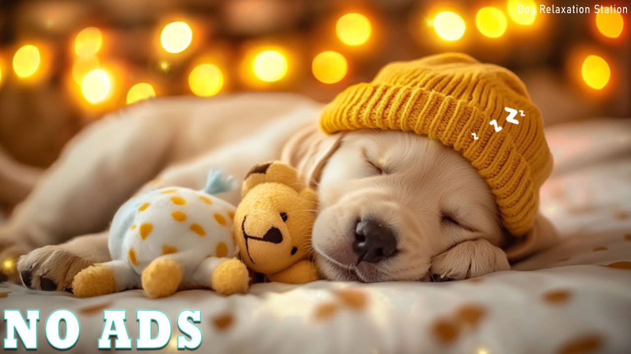 3 Hours Of Dog Calming Music🎵Relaxing Sleep Music for Dogs🐶Separation anxiety relief💖Dog Calming