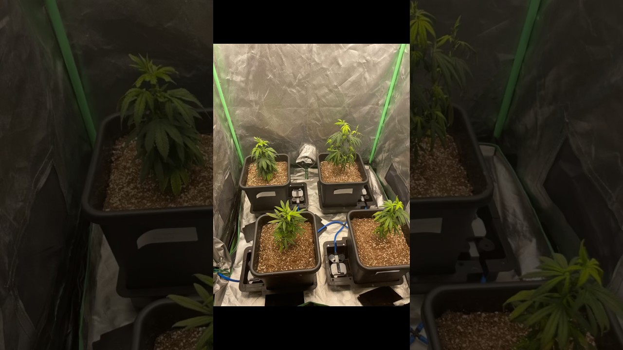 14 days in the autopot system