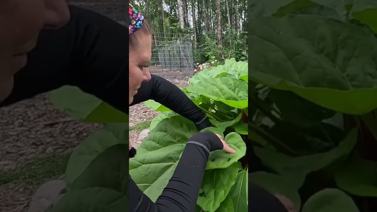 Alaska rhubarb harvest for day 3 of the #everybitcountschallenge #homestead #alaskahomestead