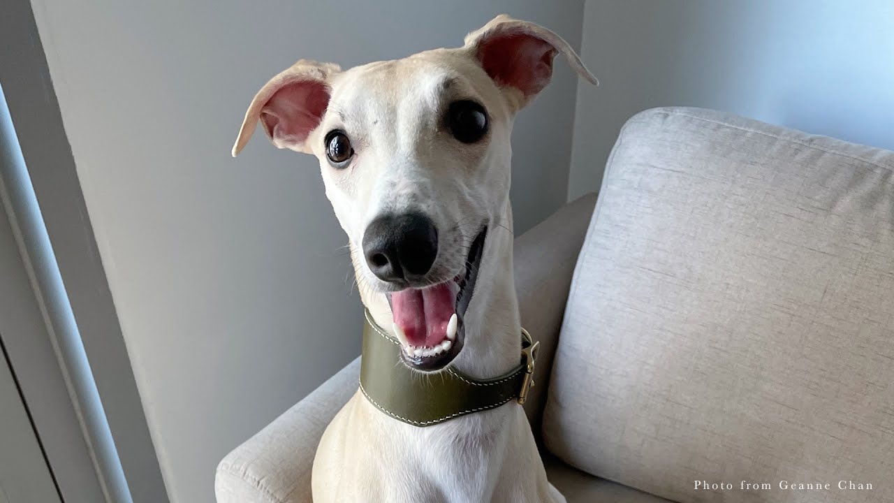 Making A Sighthound Collar ASMR [Free Pattern]