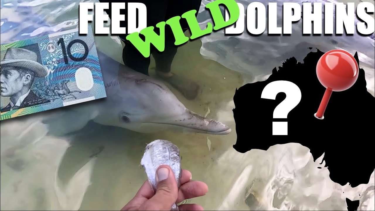 S01E35 Things to do in Hervey Bay, Bundaberg and Tin Can Bay. Rum, Whale Watching & Dolphin Feeding*