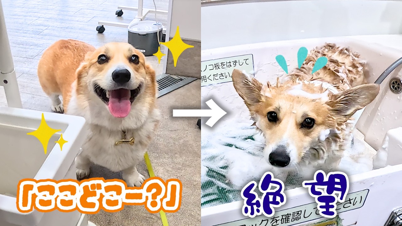 【ワンダフロ USA24】ニコニコ笑顔から一転、絶望に打ちひしがれるコーギー犬がこちら【マイクロクリーミー泡シャンプー】