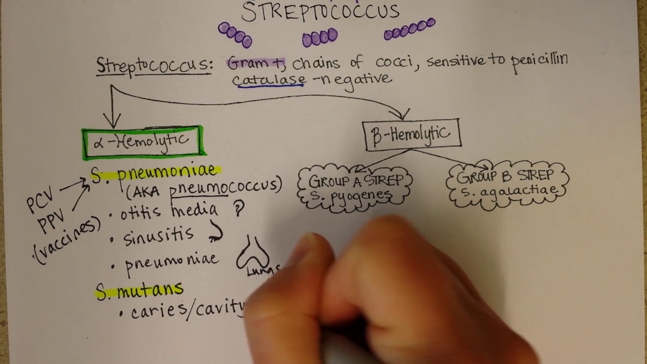 Streptococcus pneumoniae