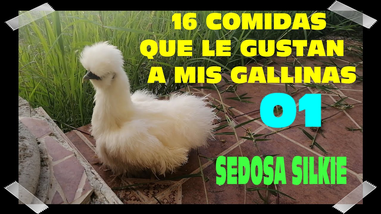 Algunas comidas que comen mis gallinas sobras que convierto en huevos parte 01 sedosos silkies