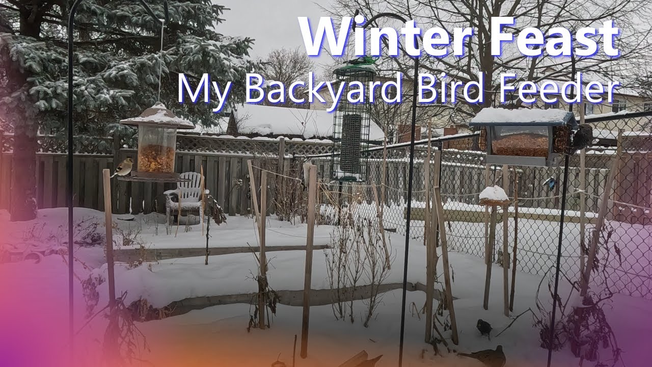 Backyard Bird Feeder Winter Feast
