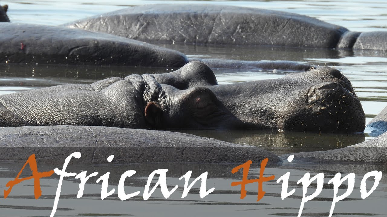 African Hippopotamus Video, Sounds, Noises & Calls - Common Hippo Videos | Stories Of The Kruger