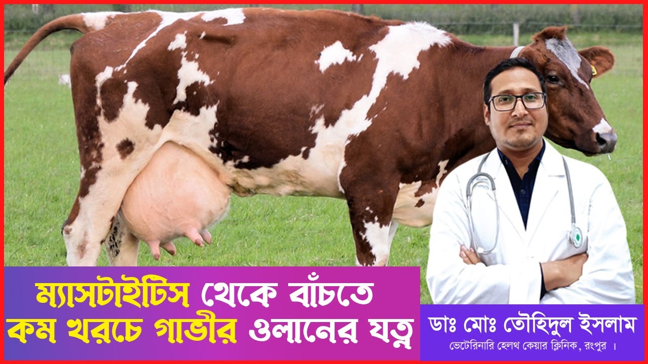 ম্যাসটাইটিস থেকে বাঁচতে কম খরচে গরুর ওলানের যত্ন। গাভীর ওলান ফোলা রোগের চিকিৎসা । Dr.Touhidul islam