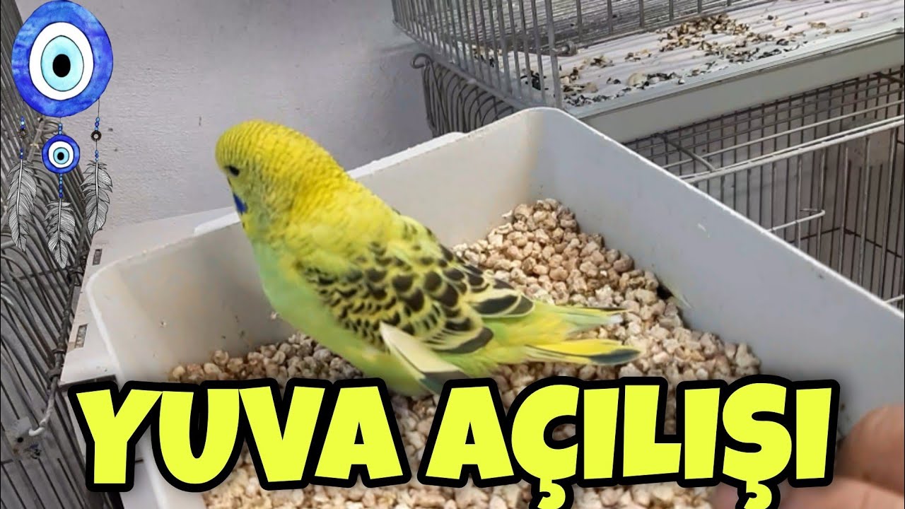 MUHABBET KUŞU YUVA AÇILIŞI | Yavru Kuşlar 🧿