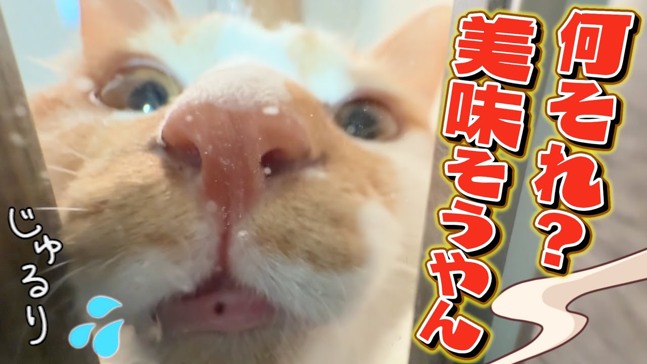 【魔の薬タイム】子猫との仁義なき戦い