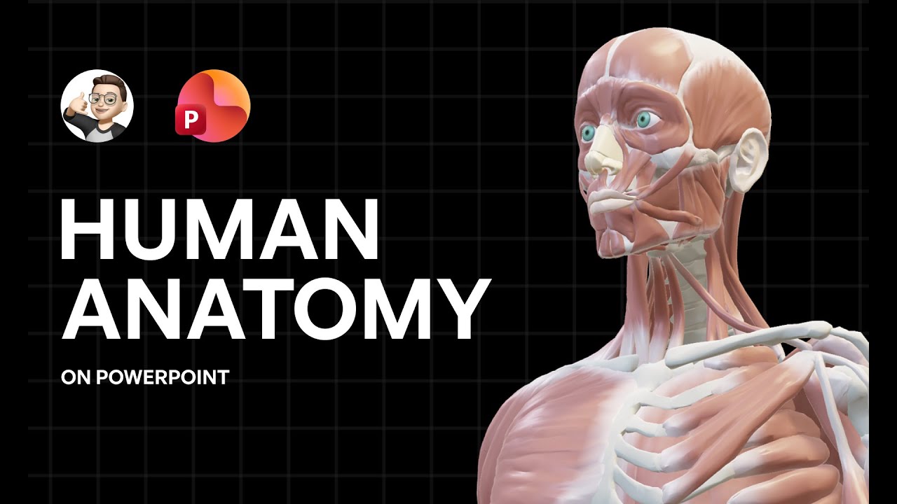 Как я создал 3D-анимацию анатомии человека, используя только PowerPoint.