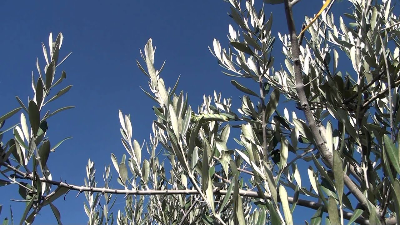 Bruco dell'olivo