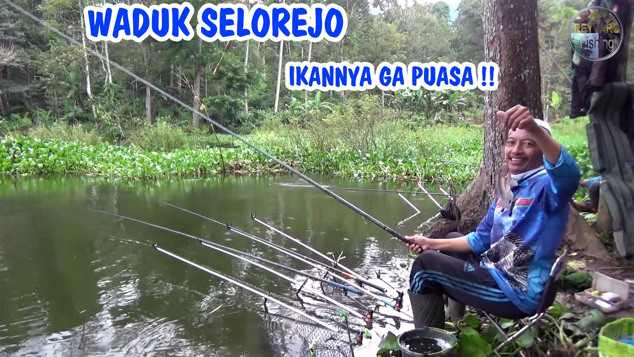 DI SPOT INI IKAN NILA GA PUASA !! Mancing nila waduk Selorejo Ngantang