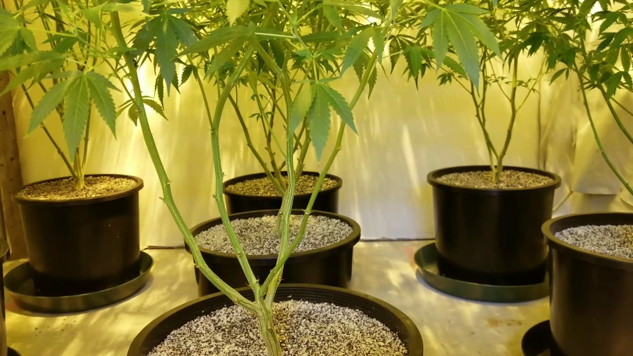 Day 14 of flower