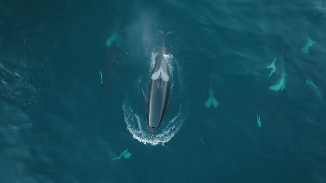 Norwegian overnight whale watching cruise