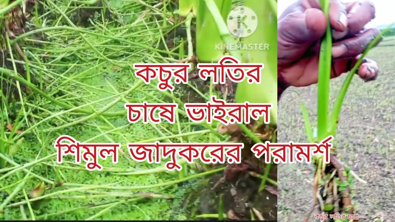 কচুর লতির চাষ লতি কচুর জাদুকর শিমুল ভাই আপনাদেরকে কিছু পরামর্শ দিচ্ছে ভিডিওটা পুরোটা দেখুন