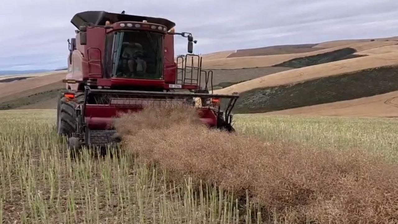 First 2 Weeks Harvesting Canola And Barley.