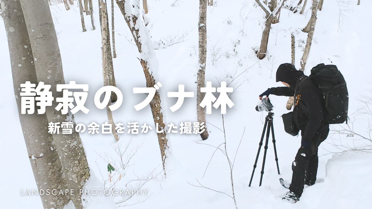 【自然写真】静寂のブナ林・雪の余白を活かす構図作り