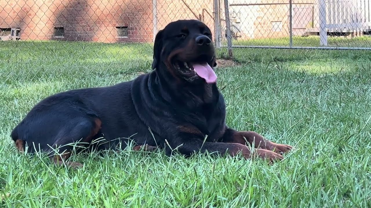 TRYING TO KEEP ROTTWEILERS COOL IN THE NORTH CAROLINA HEAT.