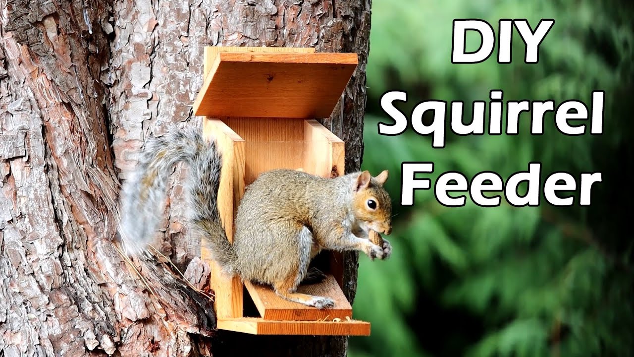 DIY Squirrel Feeder | Easy DIY Project | 松鼠喂食器