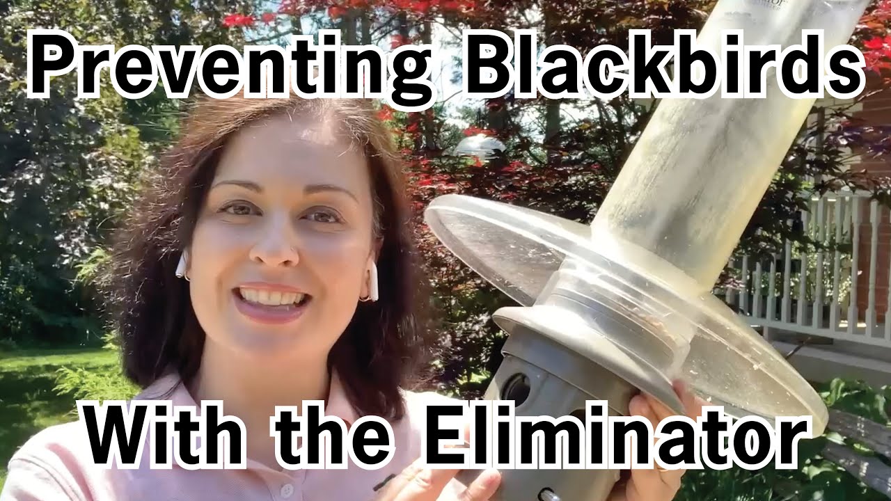 Adjustments the Eliminator to Prevent Blackbirds