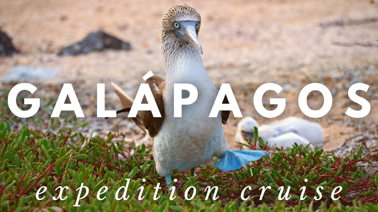 Galápagos Expedition Cruise with Silversea: Stunning Wildlife Video