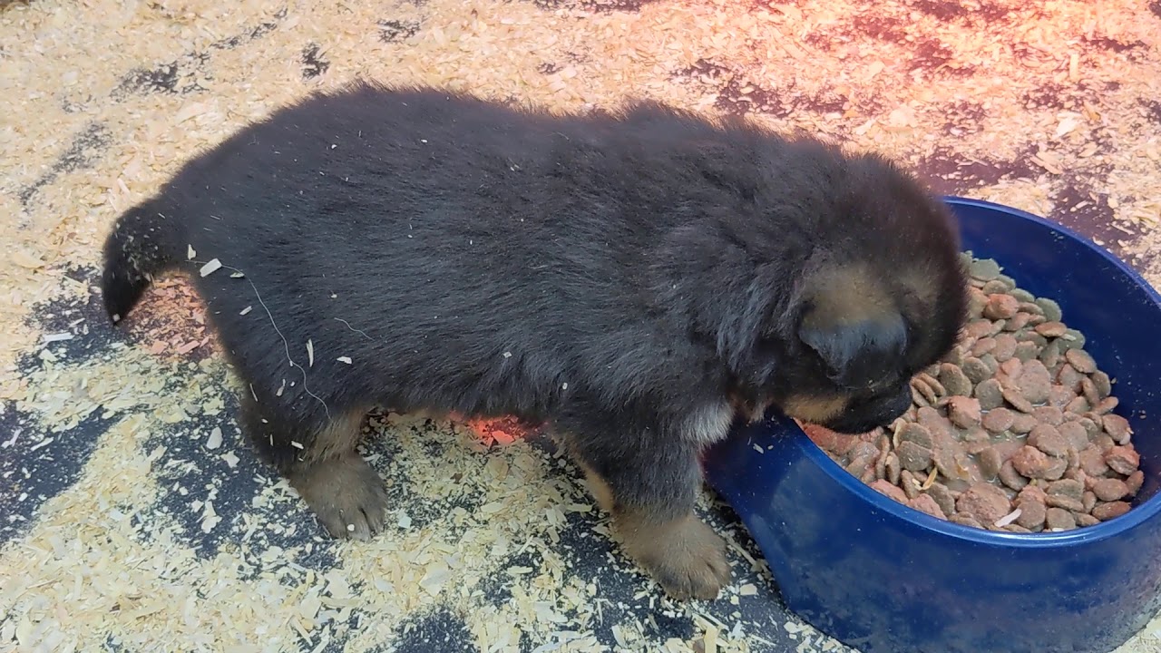 How to wean and socialize a puppy. #puppyweaning#puppysocializing