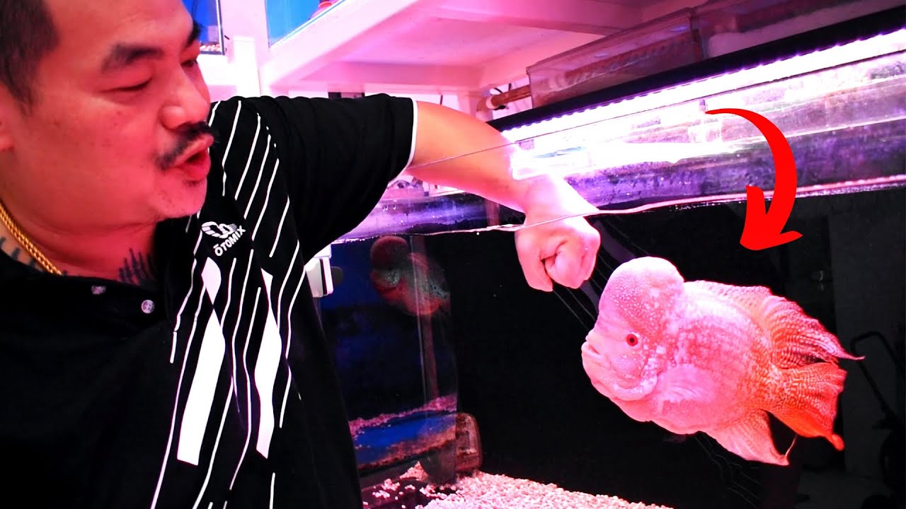 Flowerhorn Expert Shows How To Play with AGGRESSIVE Flowerhorns