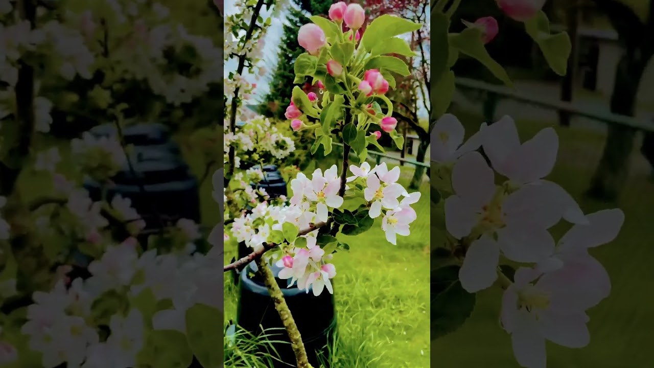 Beautiful Tree #flowers  #spring #shorts