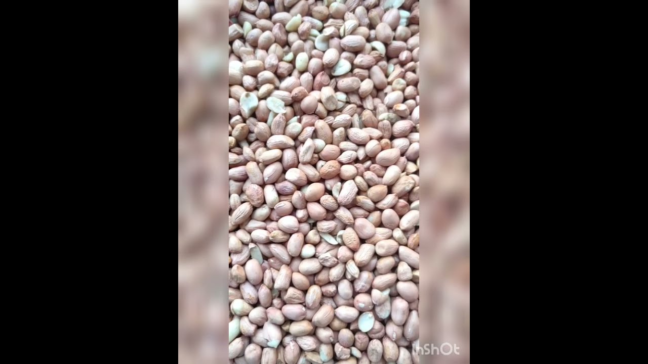 गावाकडच्या सोप्या पद्धतीनेभुईमुगाच्या शेंगा बडवणे कीवा सोप्या पद्धतीने शेंगा फोडणे