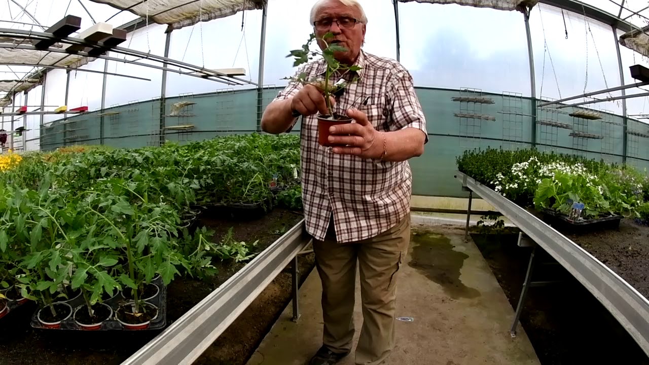 Seříznutí roubovaných rajčat