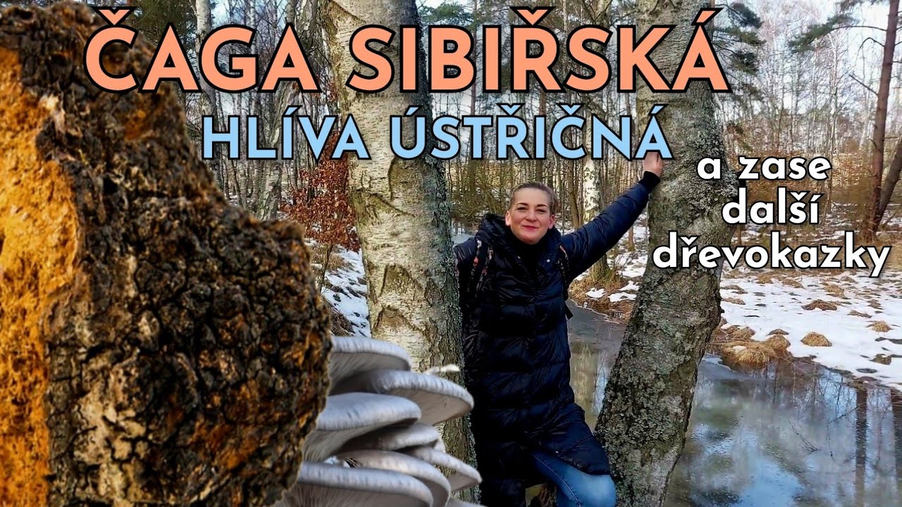 Další čaga sibiřská, hlíva ústřičná a zase plno dřevokazných hub. Houbaření na Karlovarsku 10.2.2026