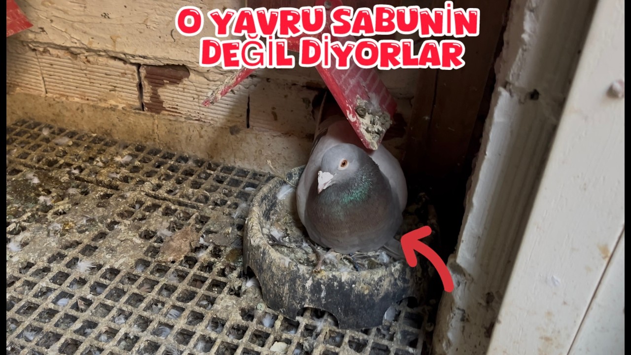 O YAVRUNUN SABUNİNİN OĞLU DEĞİL ( KÜMESTE YENİ ANNE BABA ADAYLARI VAR )