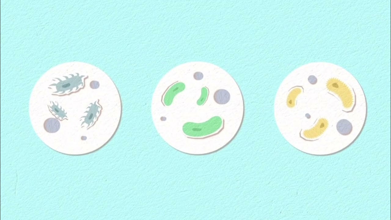 Ciclos Biogeoquimicos 