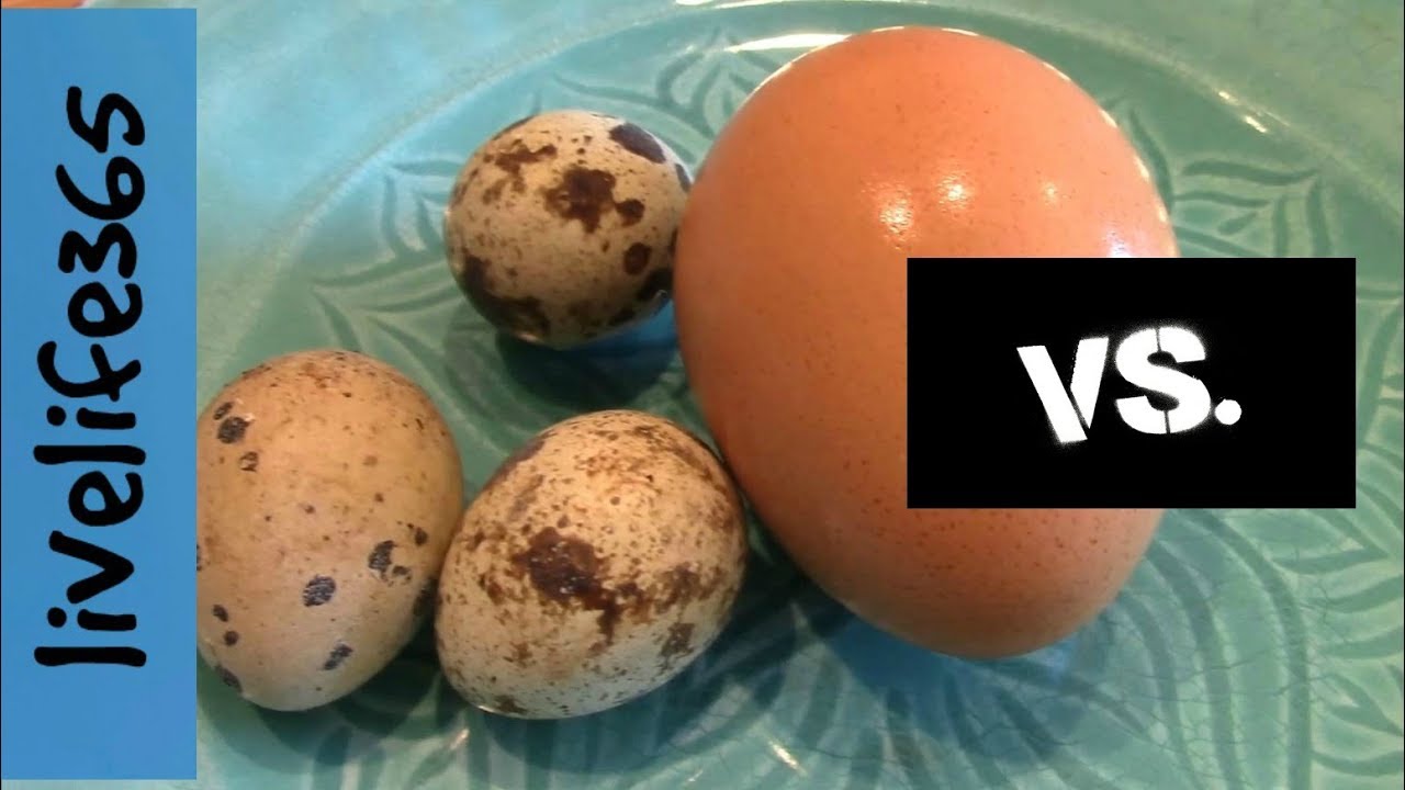 Quail Egg vs. Chicken Egg