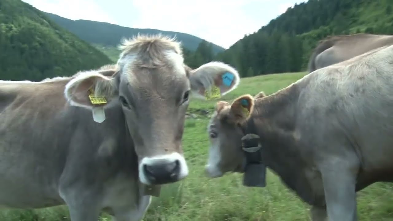 Gefahr auf der Mutterkuhweide