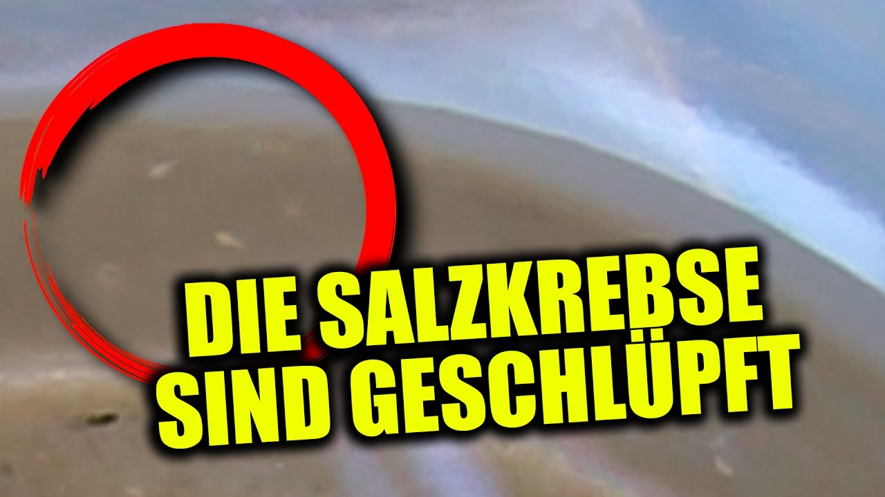 DIE SALZKREBSE SIND GESCHLÜPFT