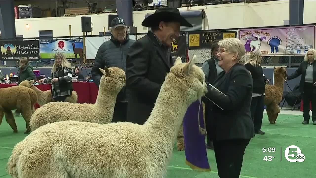 Hundreds gather in Summit County for annual Buckeye Alpaca Show